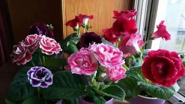 16種喜陰花!光照少才長得好,強光反而不行