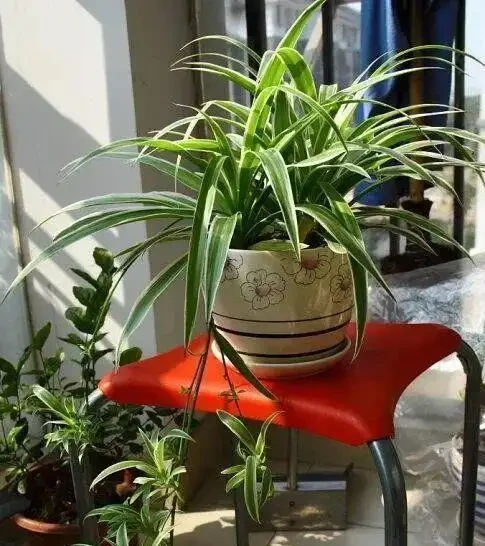 16種喜陰花!光照少才長得好,強光反而不行