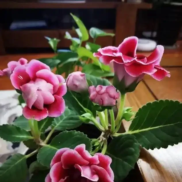 16種喜陰花!光照少才長得好,強光反而不行