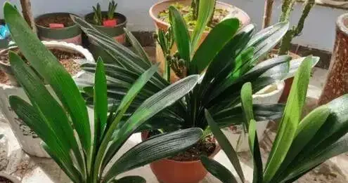 16種喜陰花!光照少才長得好,強光反而不行