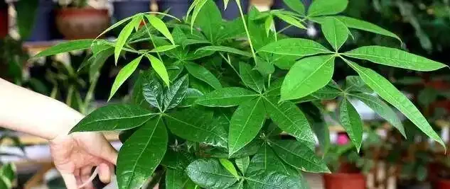 16種喜陰花!光照少才長得好,強光反而不行