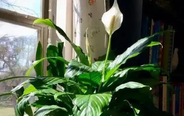 16種喜陰花!光照少才長得好,強光反而不行