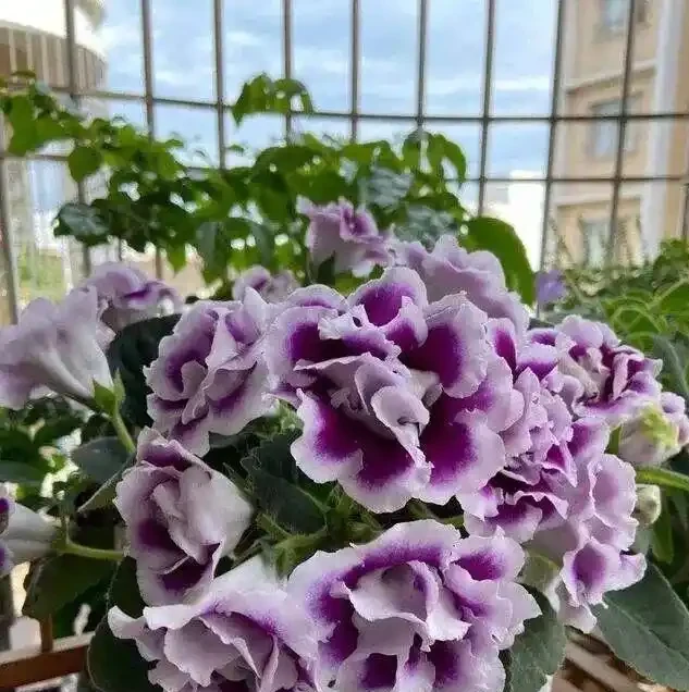 16種喜陰花!光照少才長得好,強光反而不行