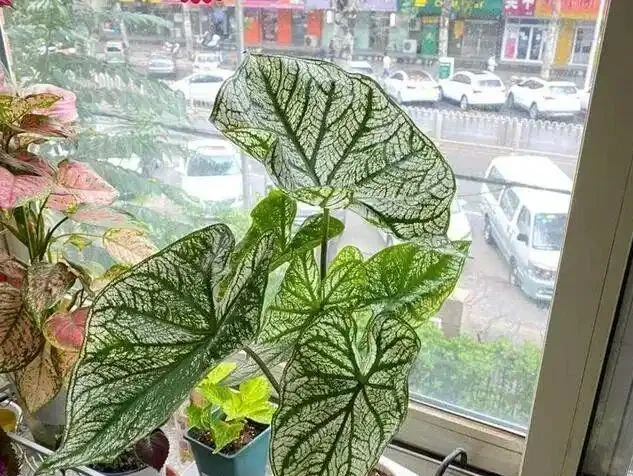 16種喜陰花!光照少才長得好,強光反而不行