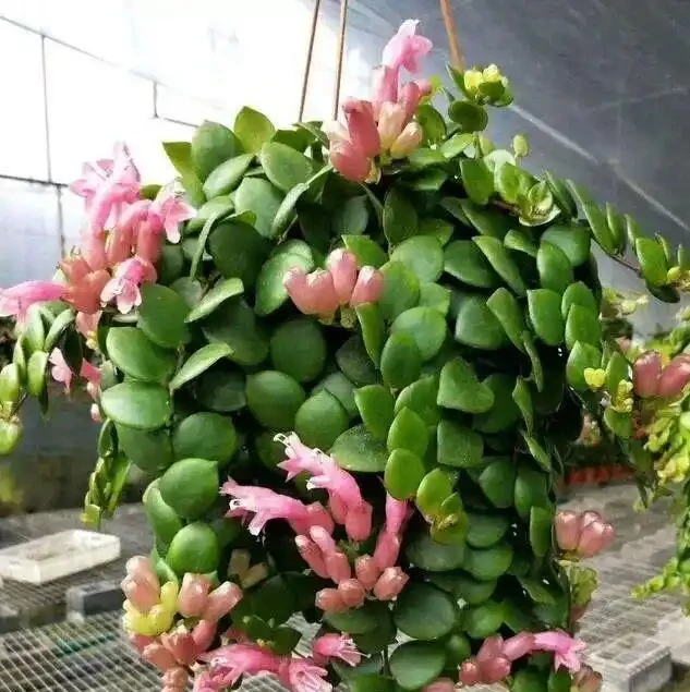 16種喜陰花!光照少才長得好,強光反而不行