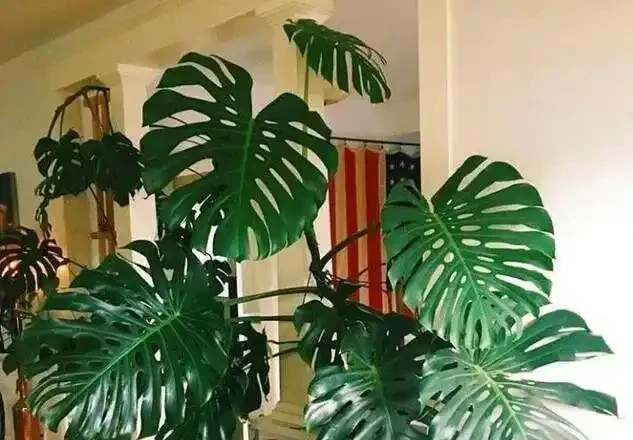 16種喜陰花!光照少才長得好,強光反而不行
