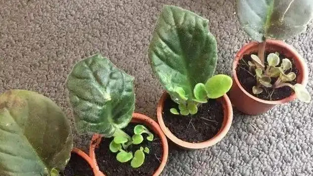 16種喜陰花!光照少才長得好,強光反而不行