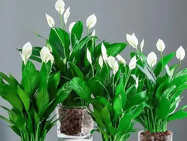 16種喜陰花！光照少才長得好，強光反而不行