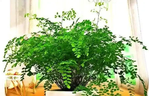 16種喜陰花!光照少才長得好,強光反而不行
