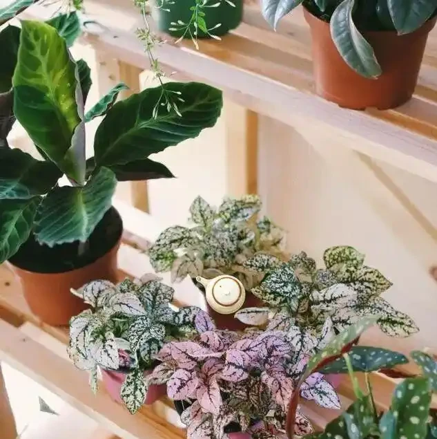 16種喜陰花!光照少才長得好,強光反而不行