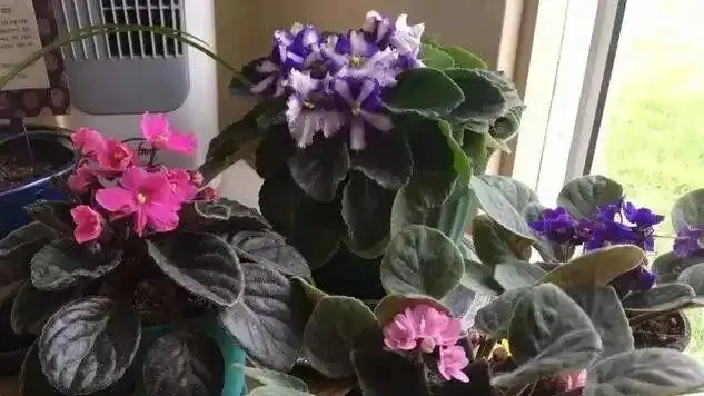 16種喜陰花!光照少才長得好,強光反而不行