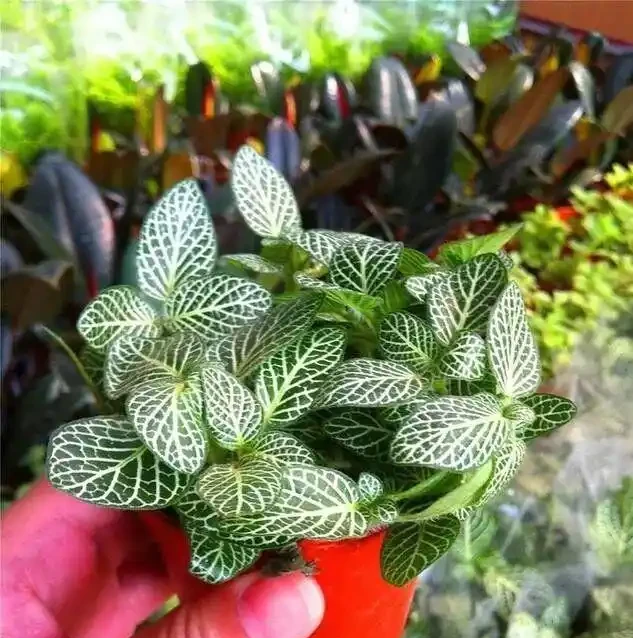 16種喜陰花!光照少才長得好,強光反而不行
