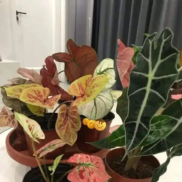 16種喜陰花!光照少才長得好,強光反而不行