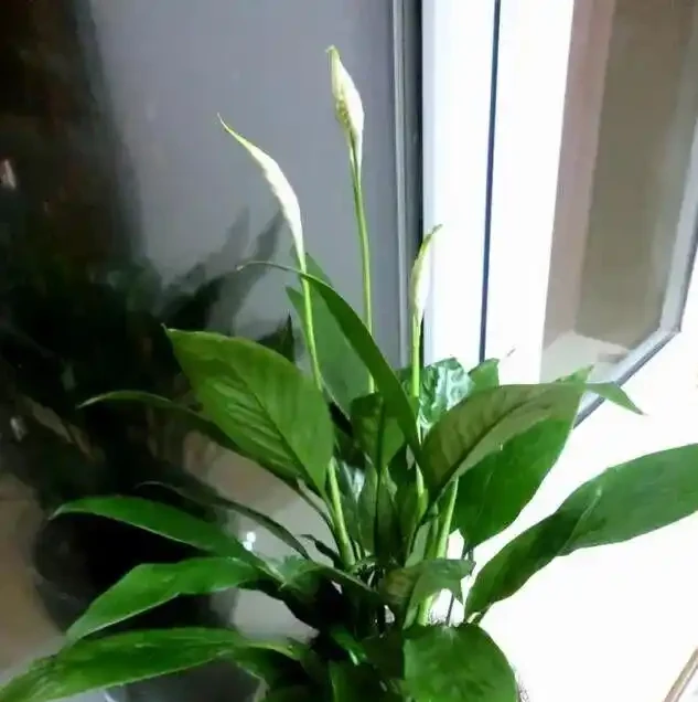 16種喜陰花!光照少才長得好,強光反而不行