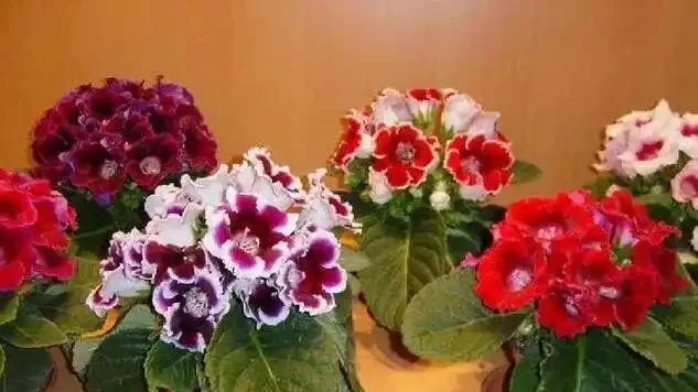 16種喜陰花!光照少才長得好,強光反而不行