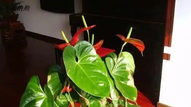 16種喜陰花!光照少才長得好,強光反而不行