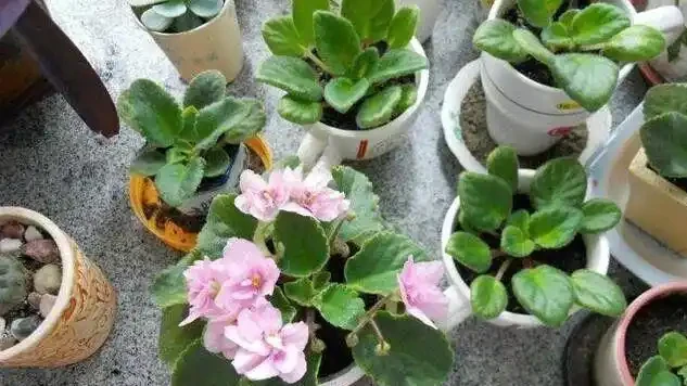 16種喜陰花!光照少才長得好,強光反而不行