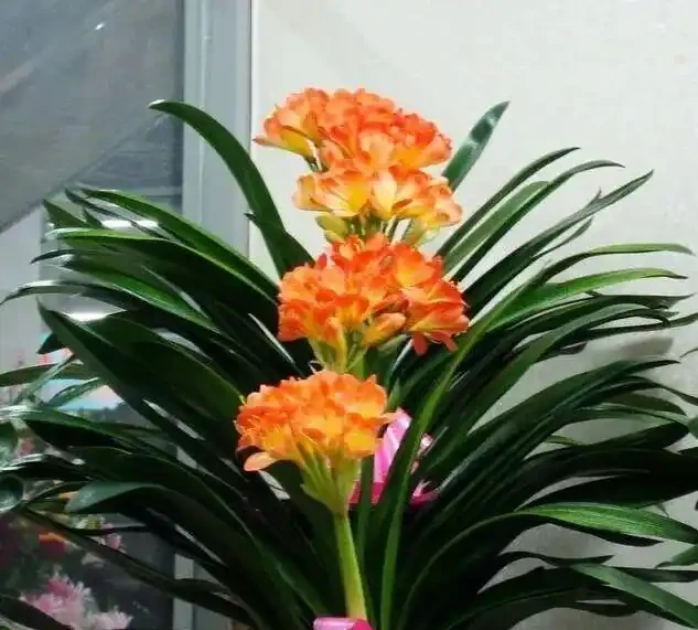 16種喜陰花!光照少才長得好,強光反而不行