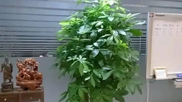 16種喜陰花!光照少才長得好,強光反而不行