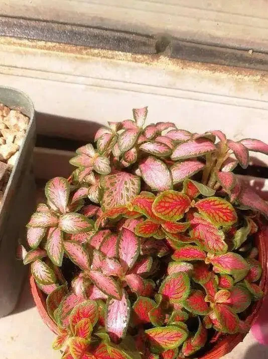 16種喜陰花!光照少才長得好,強光反而不行