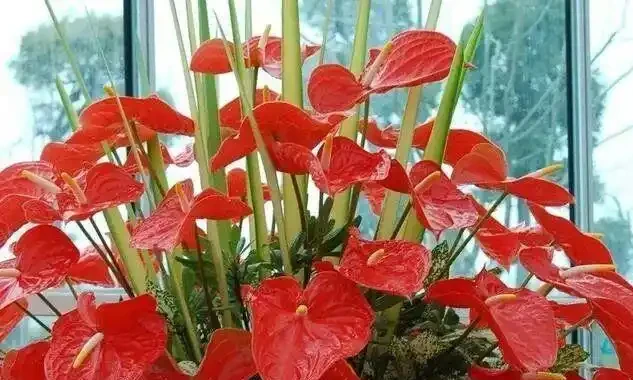 16種喜陰花!光照少才長得好,強光反而不行