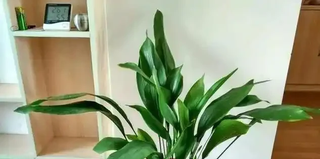 16種喜陰花!光照少才長得好,強光反而不行