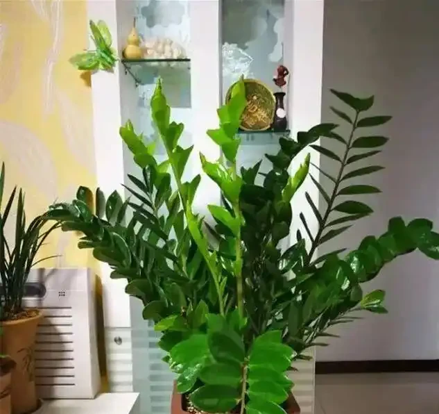 16種喜陰花!光照少才長得好,強光反而不行