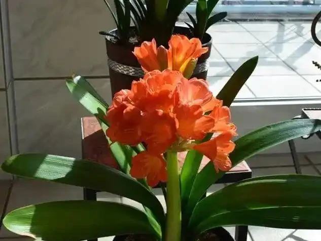 16種喜陰花!光照少才長得好,強光反而不行
