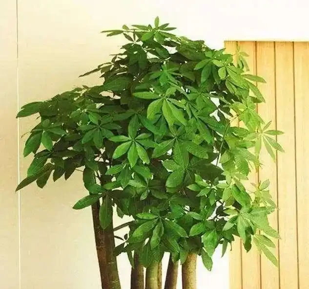 16種喜陰花!光照少才長得好,強光反而不行