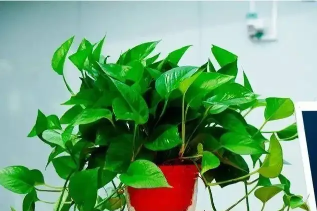 16種喜陰花!光照少才長得好,強光反而不行