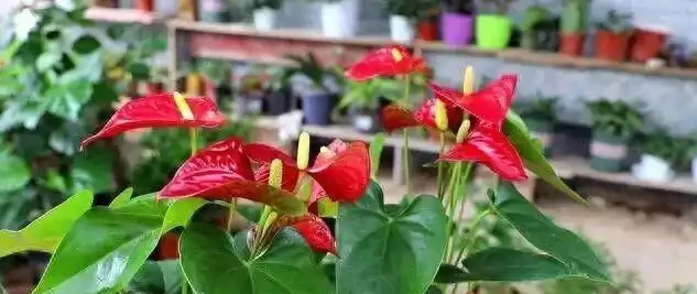 16種喜陰花!光照少才長得好,強光反而不行