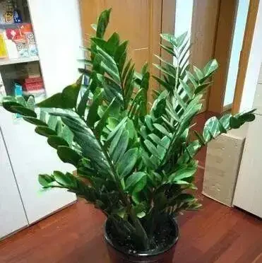 16種喜陰花!光照少才長得好,強光反而不行