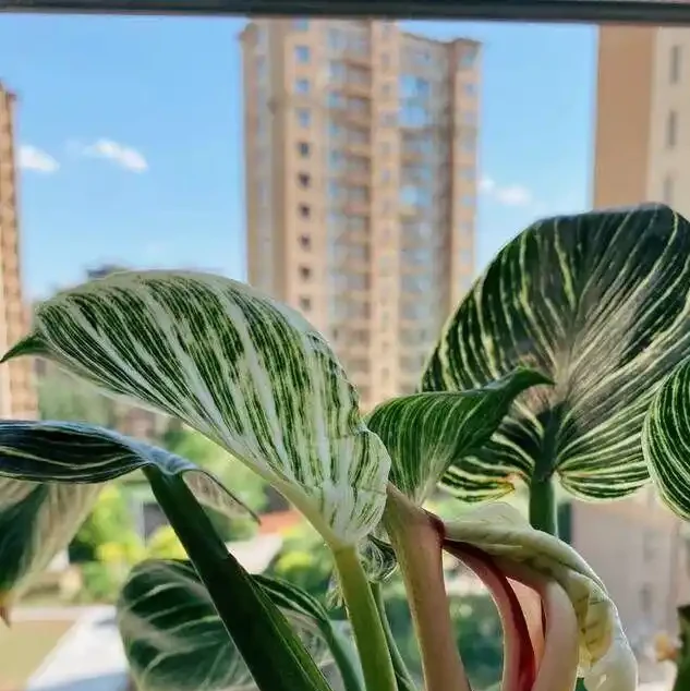 16種喜陰花!光照少才長得好,強光反而不行