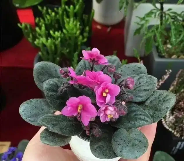 16種喜陰花!光照少才長得好,強光反而不行