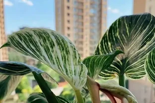 16種喜陰花！光照少才長得好，強光反而不行