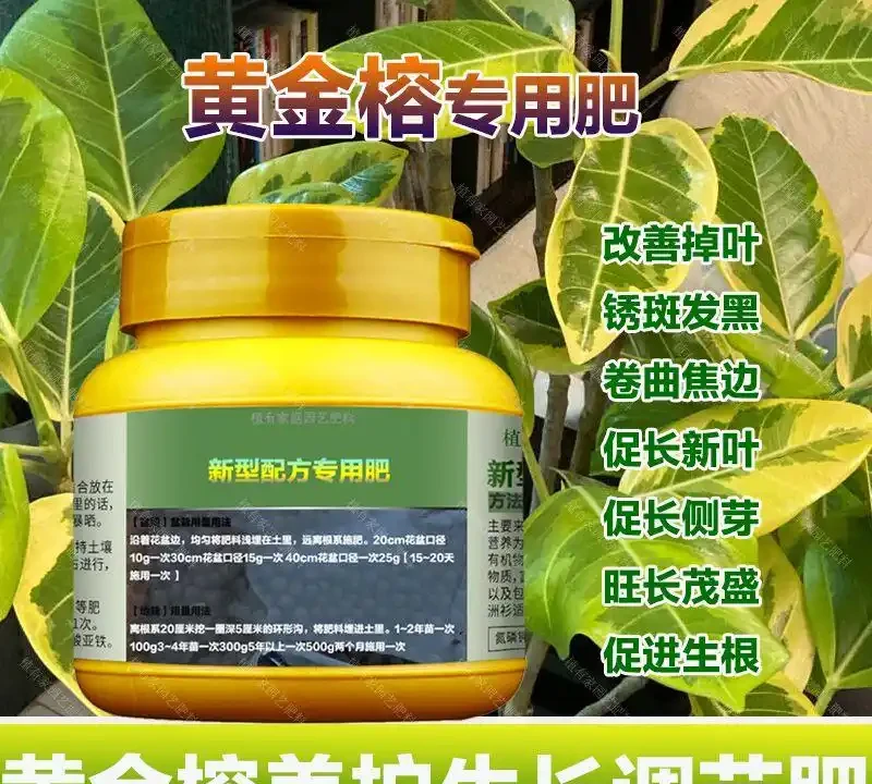 想讓黃金榕重煥生機?這份終極肥料指南別錯過,揭秘能拯救綠植的肥料秘訣,讓你的黃金榕活力滿滿