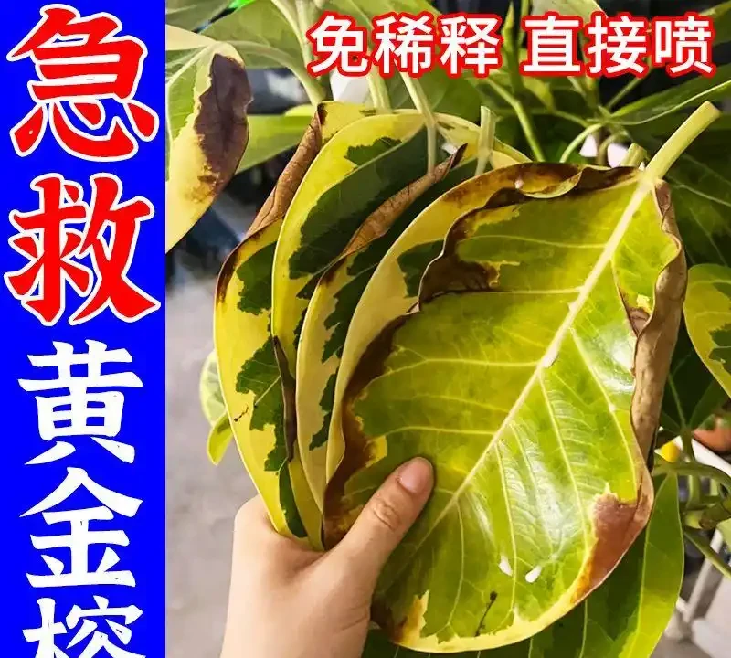 想讓黃金榕重煥生機?這份終極肥料指南別錯過,揭秘能拯救綠植的肥料秘訣,讓你的黃金榕活力滿滿