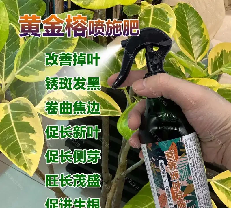 想讓黃金榕重煥生機?這份終極肥料指南別錯過,揭秘能拯救綠植的肥料秘訣,讓你的黃金榕活力滿滿