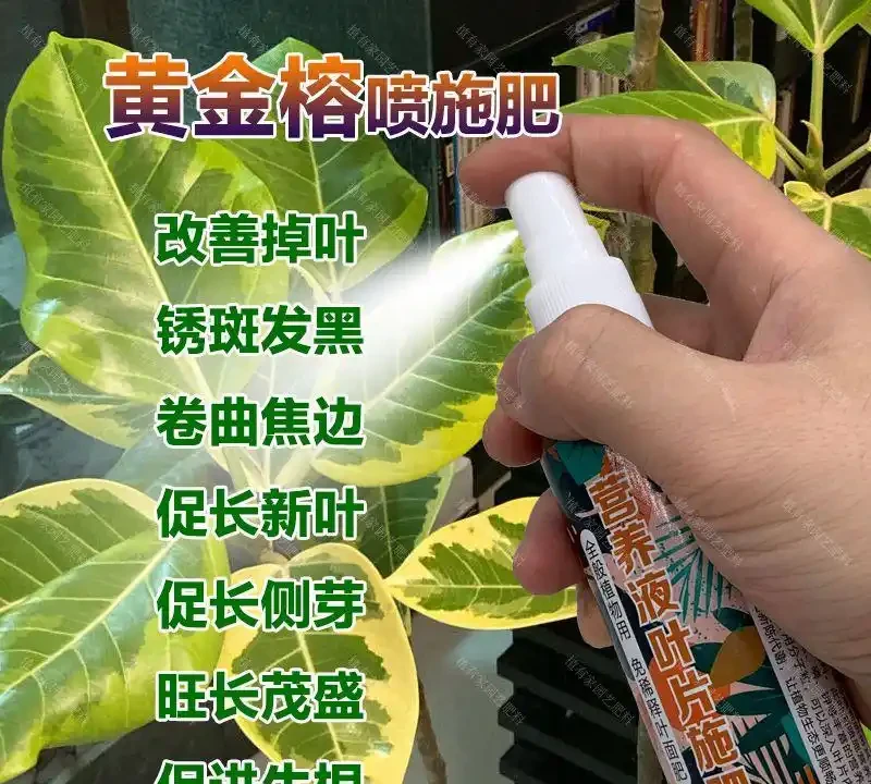 黃金榕黃葉萎靡沒救了?別放棄!這裡有從黃葉到滿盆的終極營養方案,掌握養護秘籍讓黃金榕生機重現