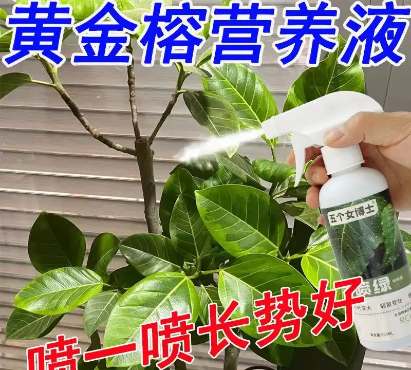 黃金榕黃葉萎靡沒救了?別放棄!這裡有從黃葉到滿盆的終極營養方案,掌握養護秘籍讓黃金榕生機重現