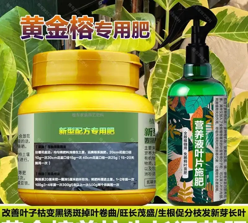 黃金榕黃葉萎靡沒救了?別放棄!這裡有從黃葉到滿盆的終極營養方案,掌握養護秘籍讓黃金榕生機重現