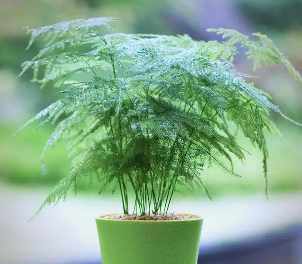 文竹
