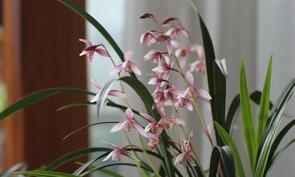 蘭花
