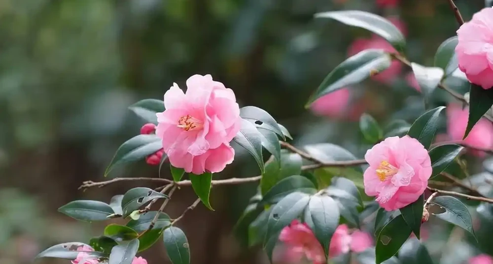 茶梅