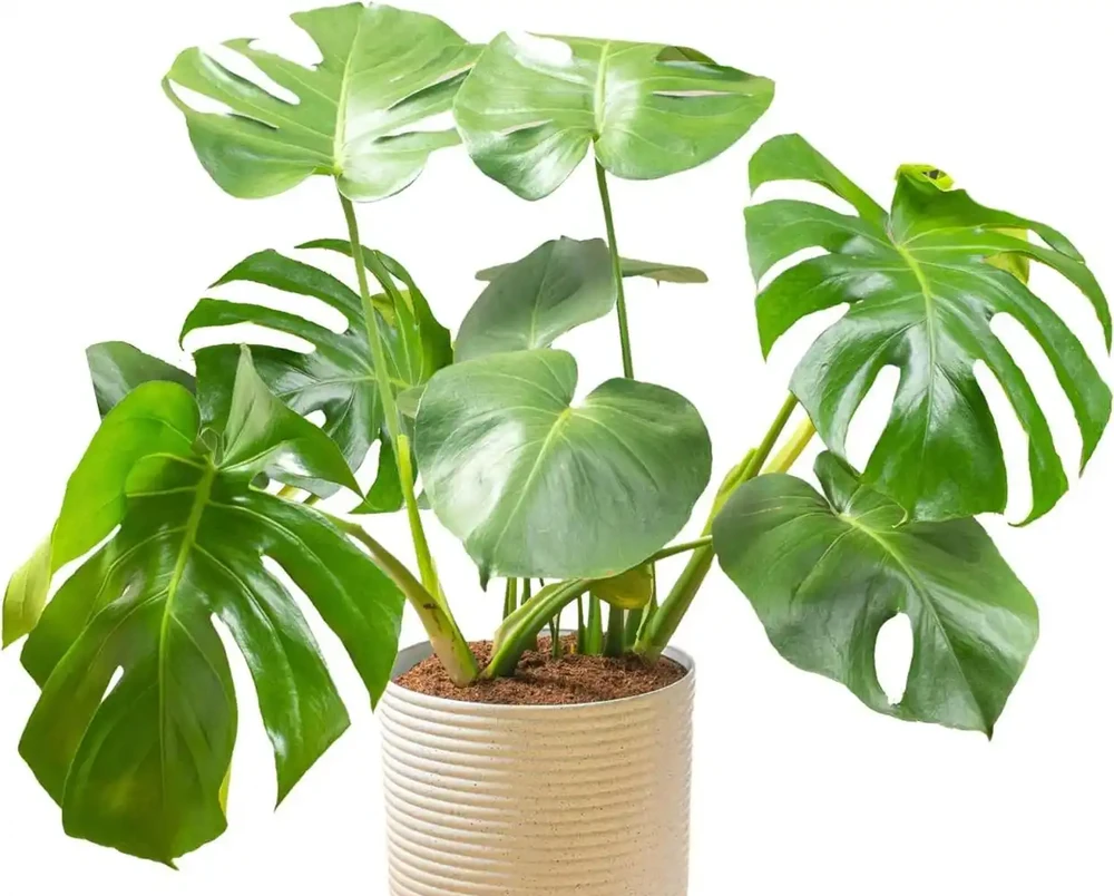 龜背芋