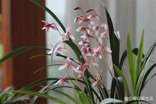 珍貴的盆栽植物有哪些？——家庭園藝愛好者必看收藏指南