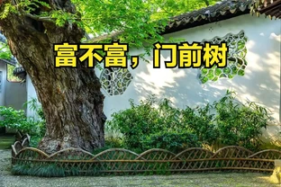 「富不富，門前樹」，在院子裡栽5種富貴樹，子孫輩輩富