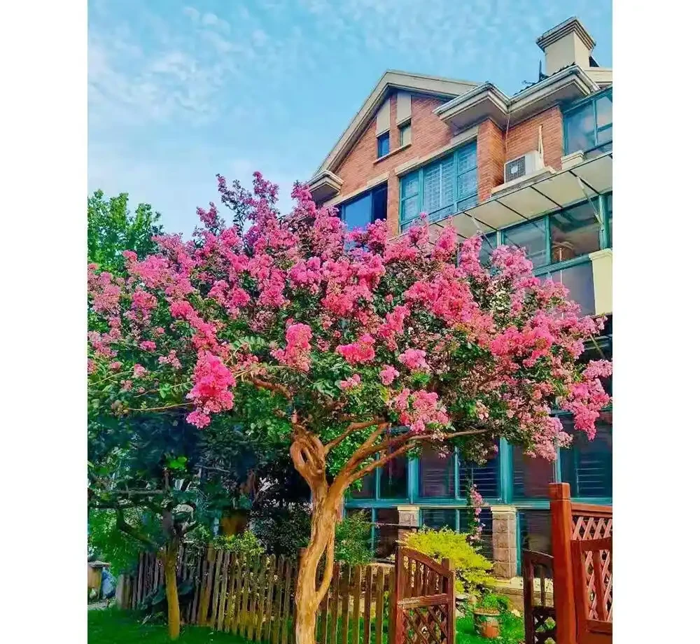 高階住宅庭院造景新趨勢：百日紅樹憑啥力壓群芳成標配？解析背後魅力，探尋庭院風景升級秘訣