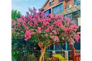 高階住宅庭院造景新趨勢：百日紅樹憑啥力壓群芳成標配？解析背後魅力，探尋庭院風景升級秘訣