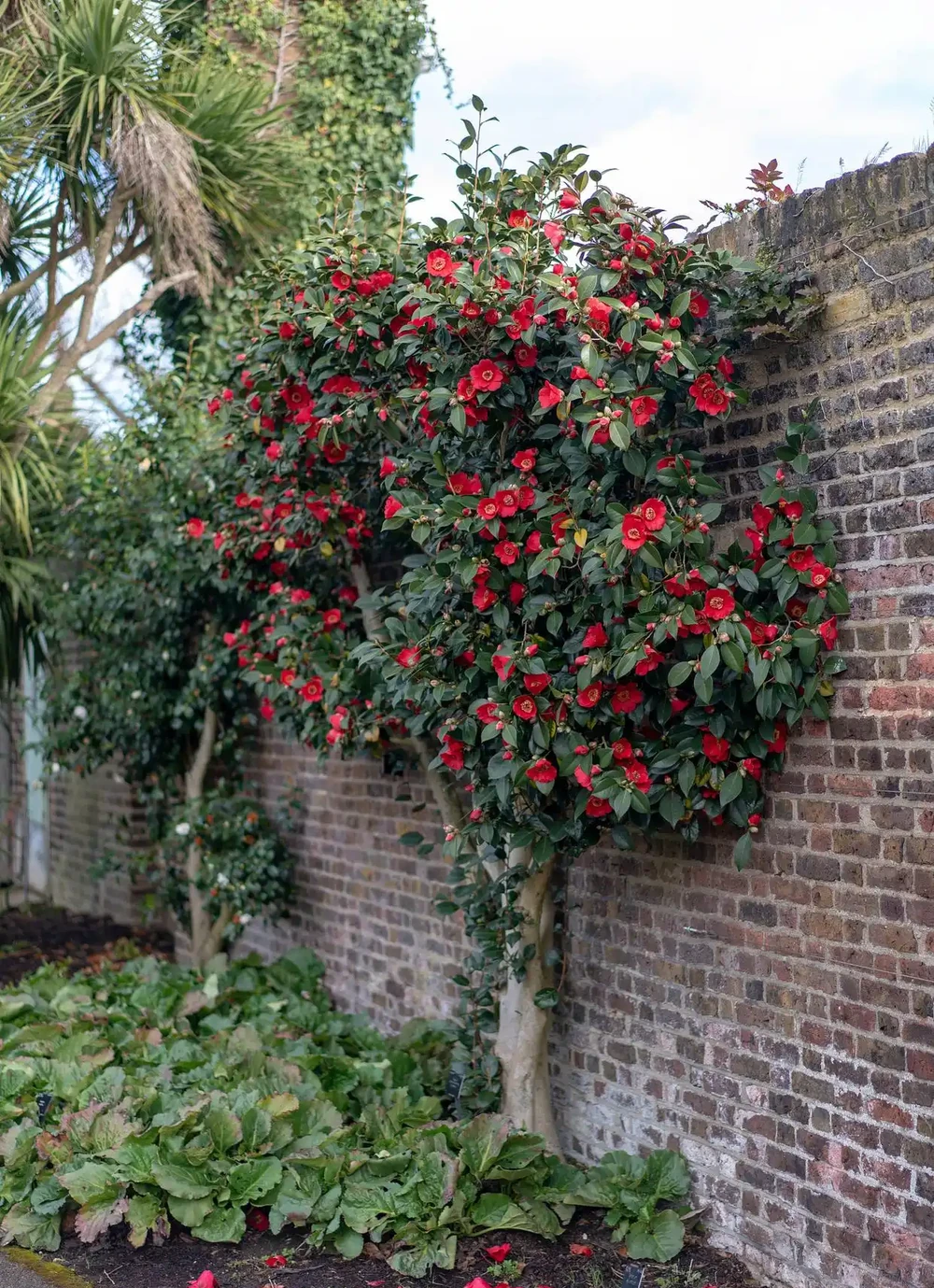 茶花澆水秘籍：解鎖繁花滿枝的黃金法則